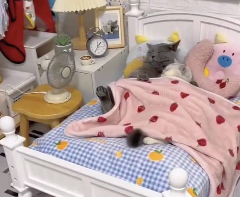 lovecats 5